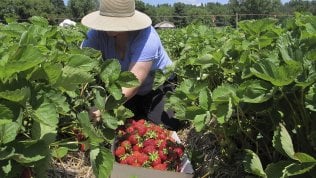 Gli italiani dicono no allo sfruttamento nei campi: 3 su 4 disposti a pagare di più per una “spesa responsabile”