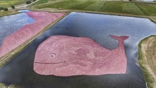 Non solo foreste, per abbattere le emissioni l’arma segreta è la balena